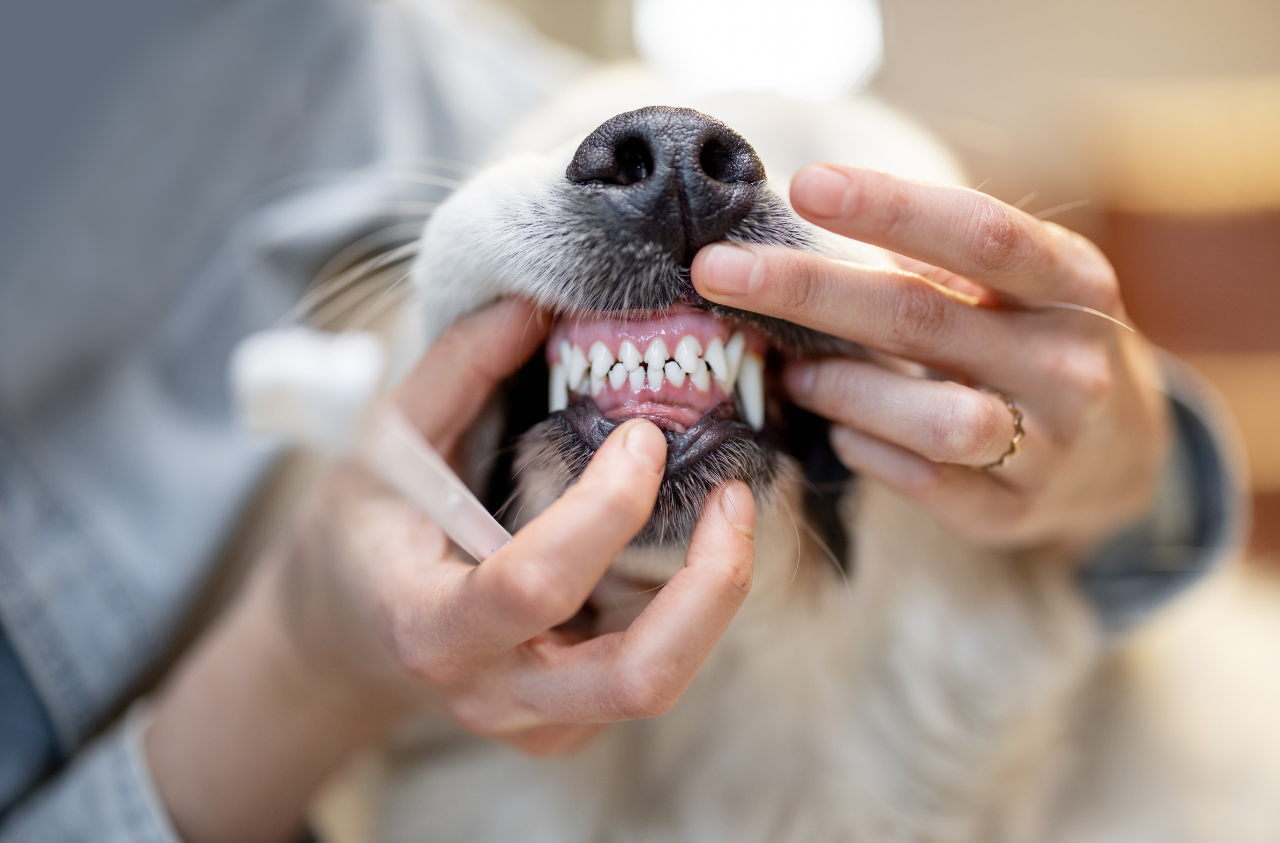 Higiene dental de las mascotas